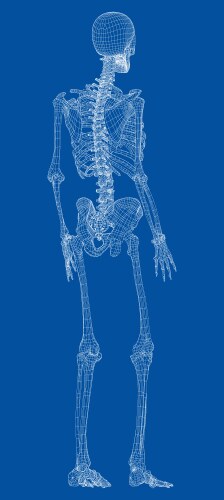 Human anatomy Royalty Free Vector Image - VectorStock