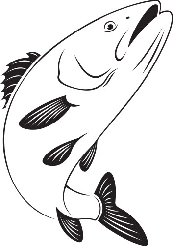 Sea bass Vector Image