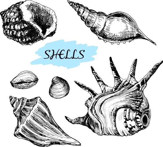Shell set Royalty Free Vector Image - VectorStock