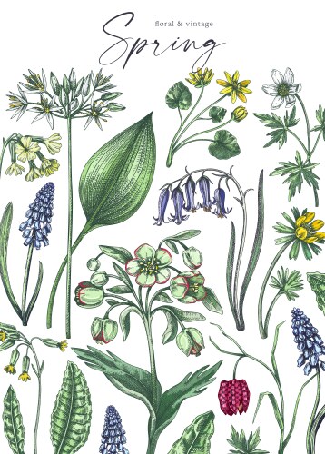 Spring Wildflower Sketch Vector Image