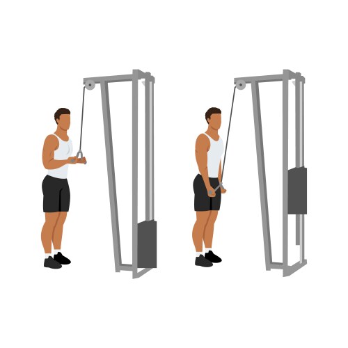 Man doing reverse grip cable triceps extension Vector Image