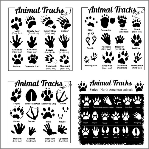 Rabbit Tracks Vector Images (over 930)