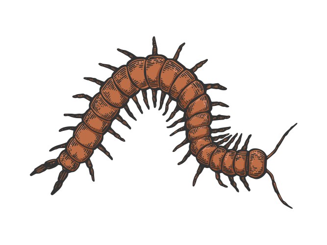 Scolopendra Insect Sketch Vector Image