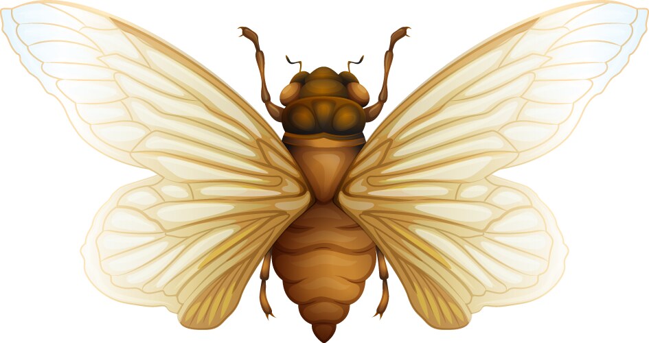 Cicada Shell Vector Cicada Vector Images (over 710)
