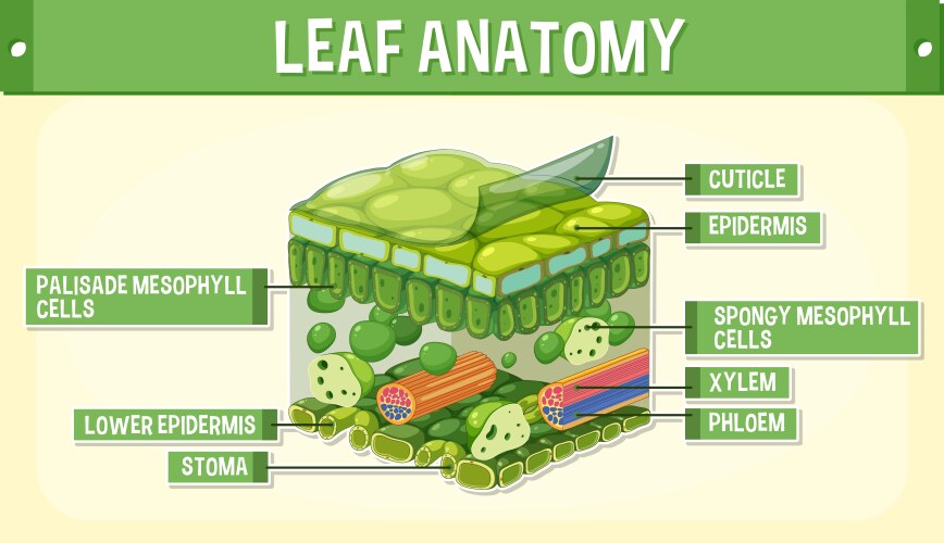 Internal structure of leaf diagram vector image