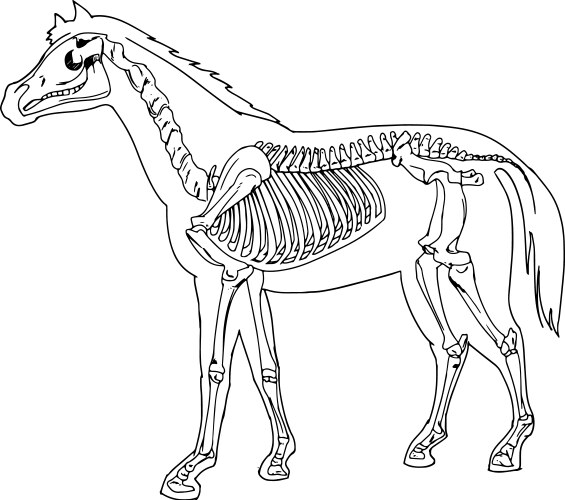 Engraving skeleton of horse Royalty Free Vector Image