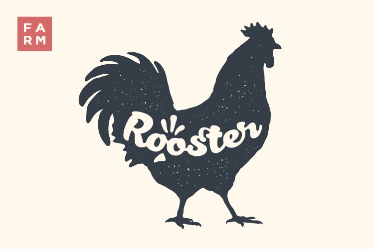 Black and white outline drawing of a rooster Vector Image