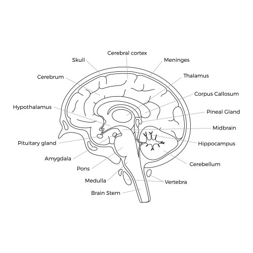 Coloured cerebellum of human brain anatomy side Vector Image