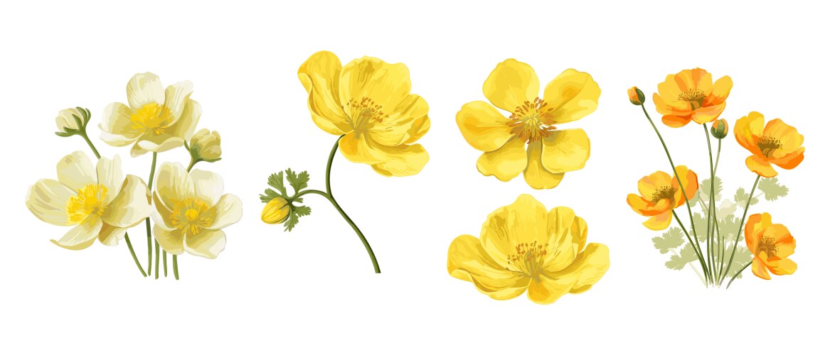 California Poppy Flowers Vector Image