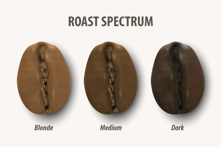 Three Stage Coffee Roasting Vector Image
