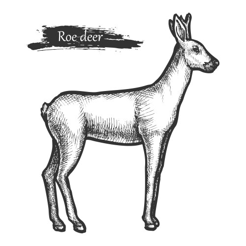 Roe Deer Sketch - Wildlife Art Vector Image
