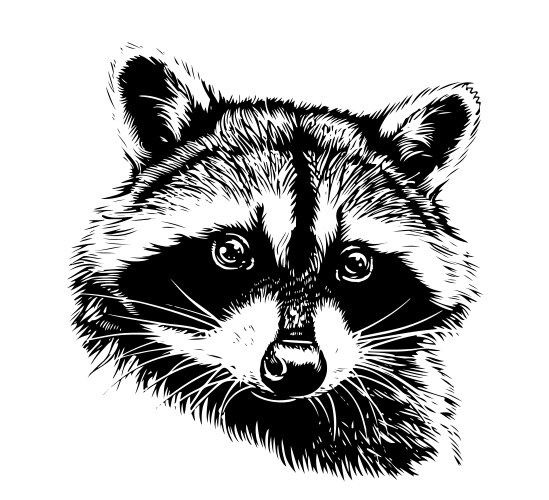 Cute Raccoon Sketch Vector Image