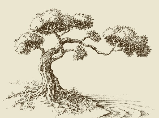 Olive tree Royalty Free Vector Image - VectorStock