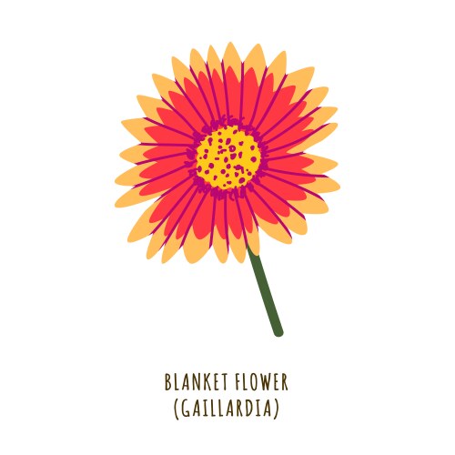 Blanket flower Vector Image