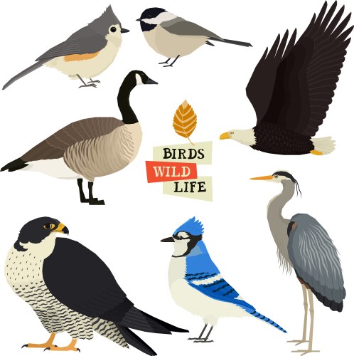 14 birds isolated objects Royalty Free Vector Image