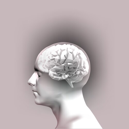 Human brain Royalty Free Vector Image - VectorStock