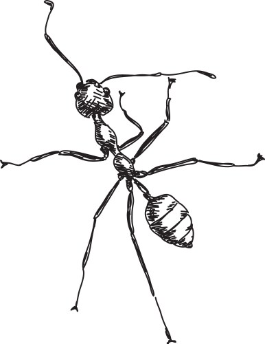 Hand-Drawn Ant Sketch Vector Image