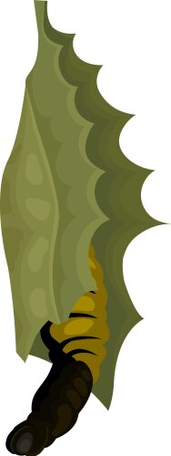 Butterfly emerging from chrysalis flying insect Vector Image