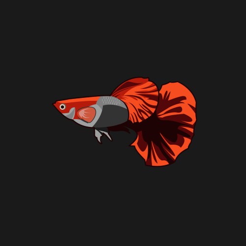 Guppy rose tail design vector image