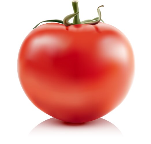 Red fresh tomato Royalty Free Vector Image - VectorStock