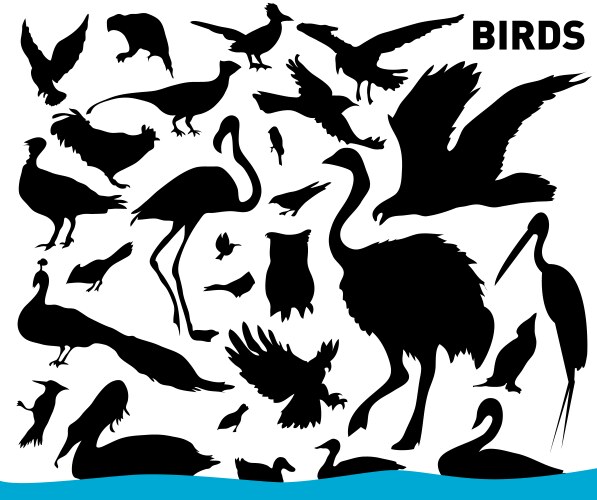 Collection of Bird Silhouettes Vector Image