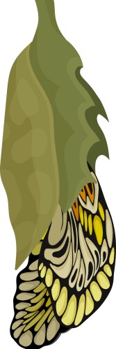 Process of butterfly hatching from chrysalis Vector Image