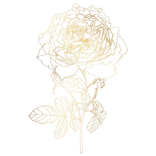 Golden Rose Branch with Leaves Vector Image