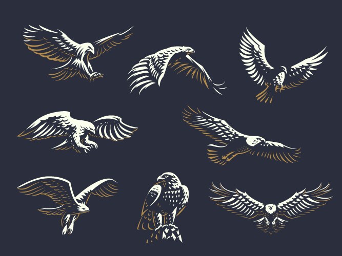 Eagles - A Collection of Birds Vector Image