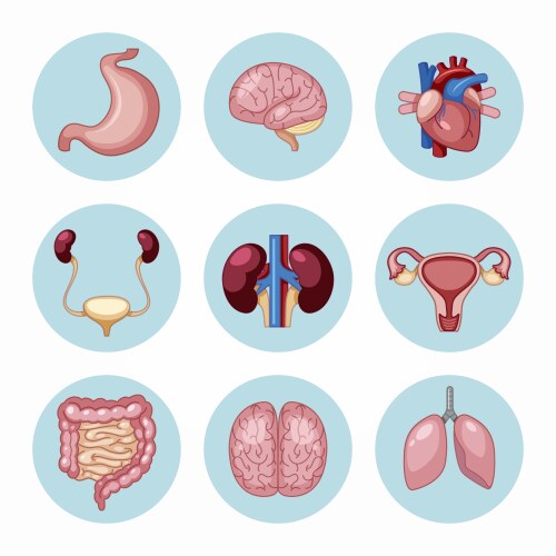 variety human organs set vector image