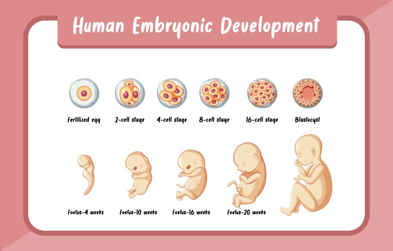 Human embryonic development medical educational Vector Image Biology Diagrams