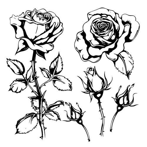 Big set of rose flowers hand drawn realistic Vector Image