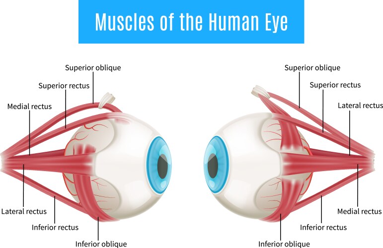 human eye anatomy diagram vector image