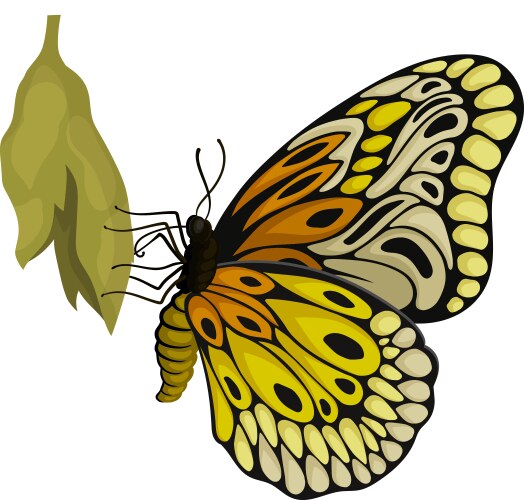 Butterfly sitting on cocoon flying insect Vector Image