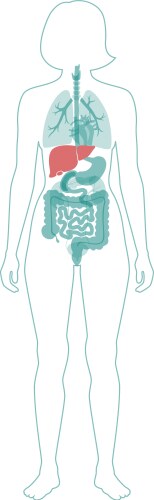 Internal liver Royalty Free Vector Image - VectorStock