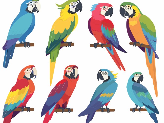 Parrot Vector Images (over 35 000)