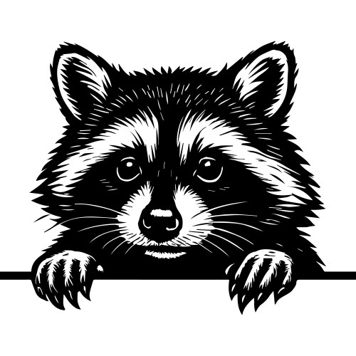 Cute Raccoon Peeking Vector Image