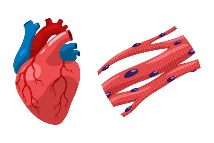 Cardiac muscles tissue with specific function Vector Image