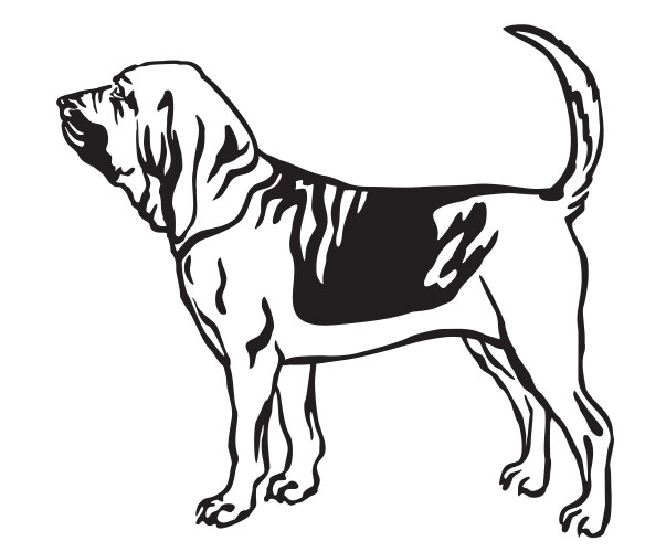 Elegant Bloodhound Portrait Vector Image