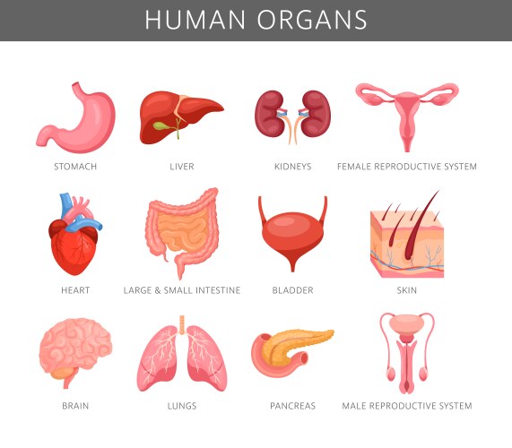Less Known Internal Organs Human internal organs infographic poster Vector Image