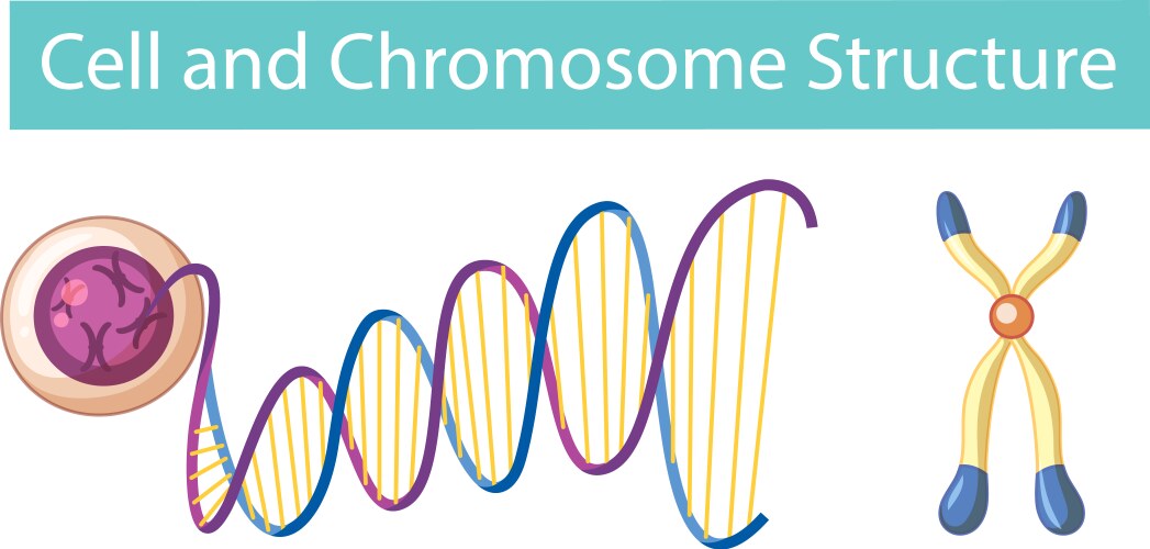 Cell and chromosome structure infographic vector image