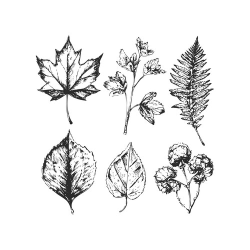 Botanical Sketch Collection Vector Image