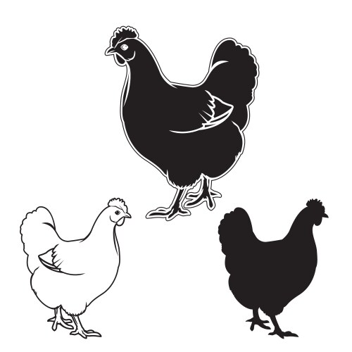 Chicken Line Art Set Vector Image