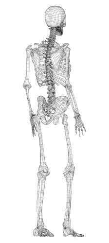 Skeleton from back human anatomy Royalty Free Vector Image