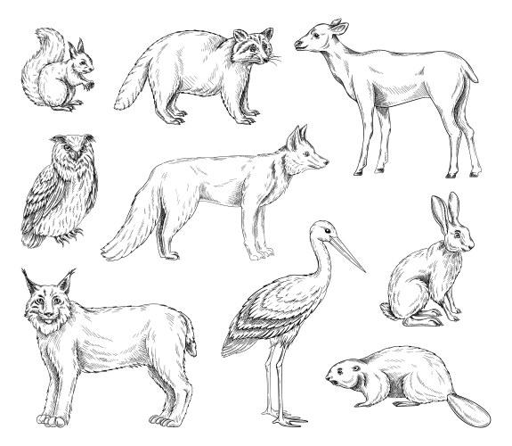 European Wildlife Sketch Set Vector Image