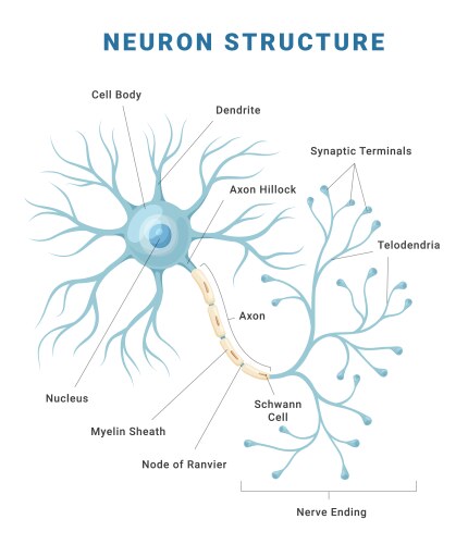 neuron anatomical structure medical education vector image