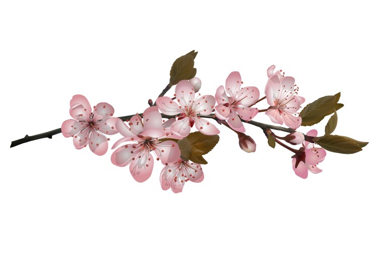 Spring pink sakura blossoms Royalty Free Vector Image