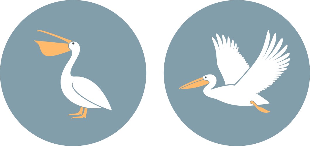 pelican vector image