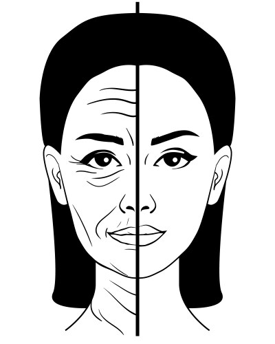 Aging process face skin structure changes cross Vector Image