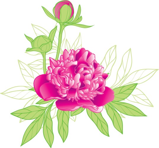 Realistic pink peonies flower Royalty Free Vector Image