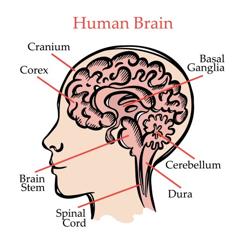 Human brain anatomy Royalty Free Vector Image VectorStock